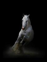Silver-white stallion photo