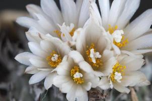 Flowering cactus Turbinicarpus macrochele