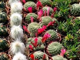coloridos pequeños cactus en la feria. foto
