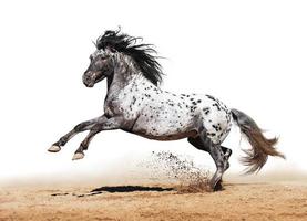 1,635 Appaloosa Stock Photos - Free & Royalty-Free Stock Photos from  Dreamstime