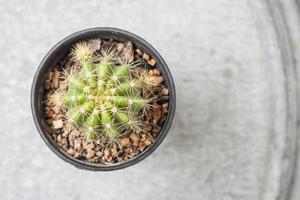 cactus de primer plano foto