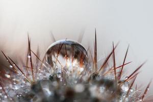 cactus needles drops water background photo
