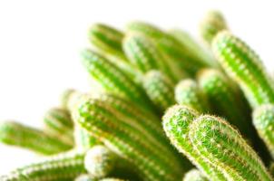 pequeño cactus