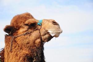camello foto