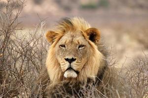 Big male African Lion