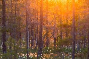 Forest sunrise photo