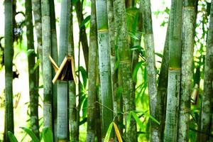 Bamboo Forest photo