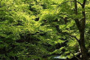 bosque de verde fresco foto