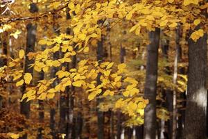 Autumnal beech forest photo