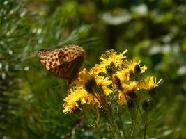 Butterfly Forest flowers photo
