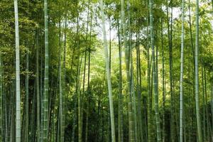 Wild Bamboo Forest