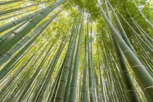 bosque de bambú en arashiyama foto
