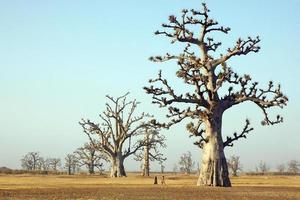 Baobab Forest in Senegal photo