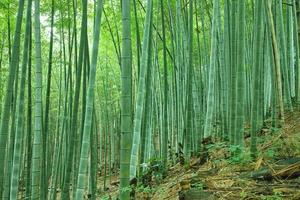 Bamboo forest photo