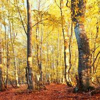 Autumn forest photo