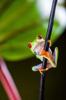 Exotic frog in tropical forest photo
