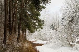 bosque nevado foto