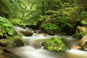 River flowing through the forest photo
