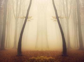 Magic symmetry in foggy forest photo