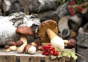 Forest ceps on wooden box