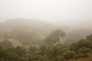 bosque de pinos envuelto en niebla foto