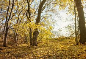 caminar en el bosque de otoño foto