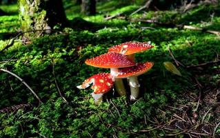 fly agaric mushrooms in forest photo