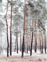 Pine forest covered with hoarfrost