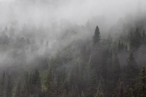 Foggy hillside with outline of pine trees