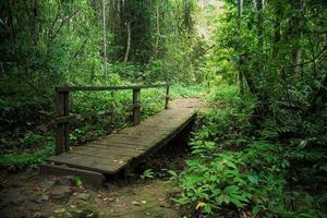 Wooden bridge in tropical rain forest photo