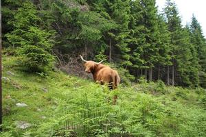 Highland Cattle, Kyloe in the Forest photo