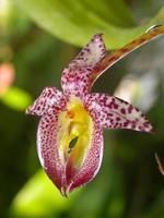 orquídeas silvestres en el bosque de tailandia foto