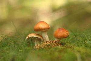 Twin Mushroom on Moss in Forest
