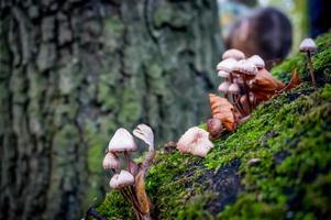 mushroom in the fall in the forest photo