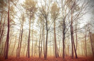 Retro filtered picture of a misty forest. photo