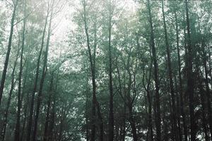 paisaje otoñal con bosque mixto en la niebla