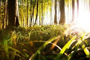 Sunlight in the green forest, spring time photo