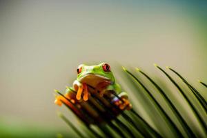 Rain forest tropical theme with colorful frog photo