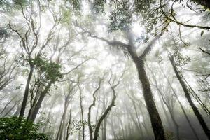 bosque de árboles en la temporada de otoño de tailandia foto