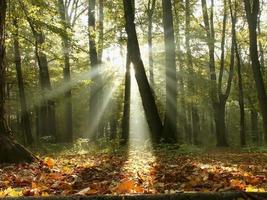 bosque de otoño brumoso al amanecer