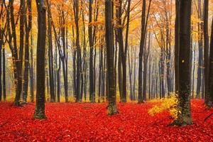 Colorful fall in the forest