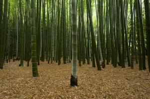vistas del bosque de bambú foto