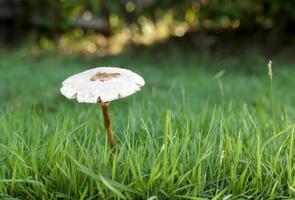 Forest white mushroom growth in the grass photo