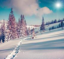 Sunny winter landscape in the mountain forest photo