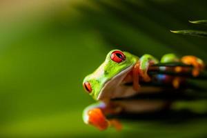 Rain forest tropical theme with colorful frog photo