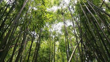 Bamboo Forest photo