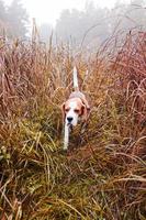 beagle in forest photo
