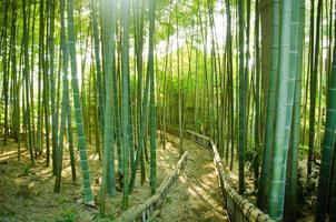 camino del bosque de bambú foto