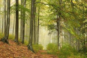 Autumn beech forest in the fog photo