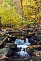 Autumn creek in forest photo